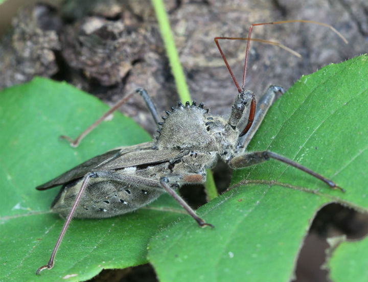 Wheel Bug